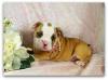 Christina-cachorros bulldog ingls