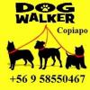 Dog walkers copiapo